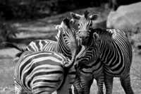 ������� ������ ����� ���������