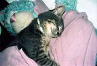 ����������� ��������� ������� ����� ����������