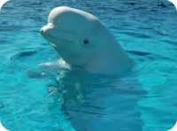 ���������� ����� ��������� ������