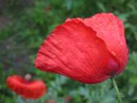 ��������� ����� ���� ����� ���������