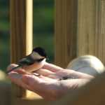 ��� ����������