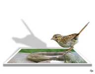 ��� �������� ����� ���������