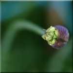 ����� ��� ����� ���������